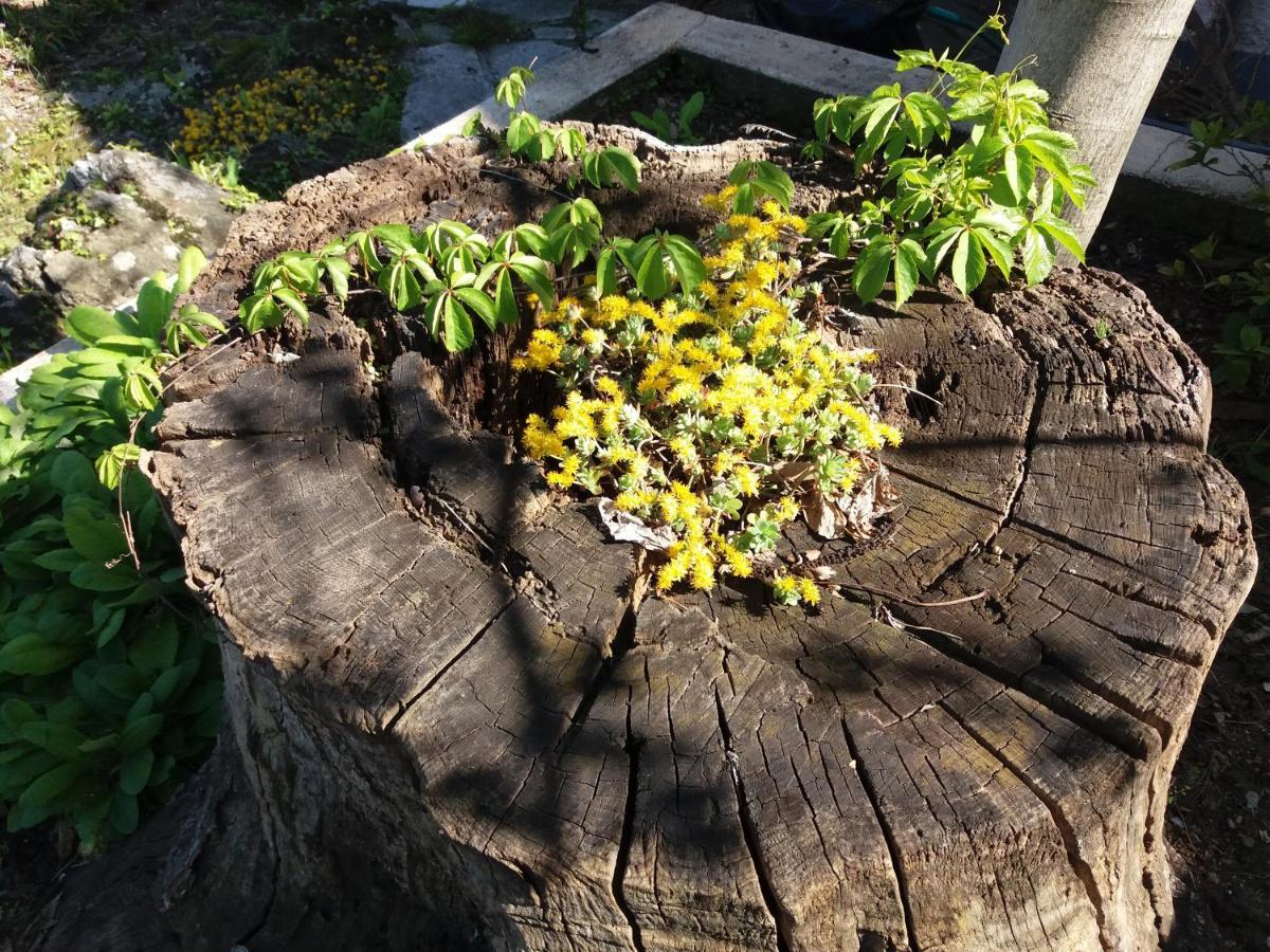 Tsagarada Cottage ภายนอก รูปภาพ